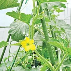 Knotty Takiron Green Steel Stakes, 5/8"x 7', Bundle Of 10 -Garden And Outdoor Shop 167tsk 4