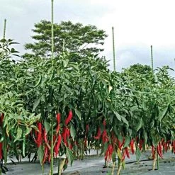 Knotty Takiron Green Steel Stakes, 5/8"x 7', Bundle Of 10 -Garden And Outdoor Shop 167tsk 6