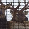 Tenax Heavy Duty Elk Fencing 7.5 Ft X 100 Ft