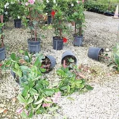 Better Bilt TopHat Plant Container Stabilizer - 25 Gallon Size -Garden And Outdoor Shop 3ps25 3 1