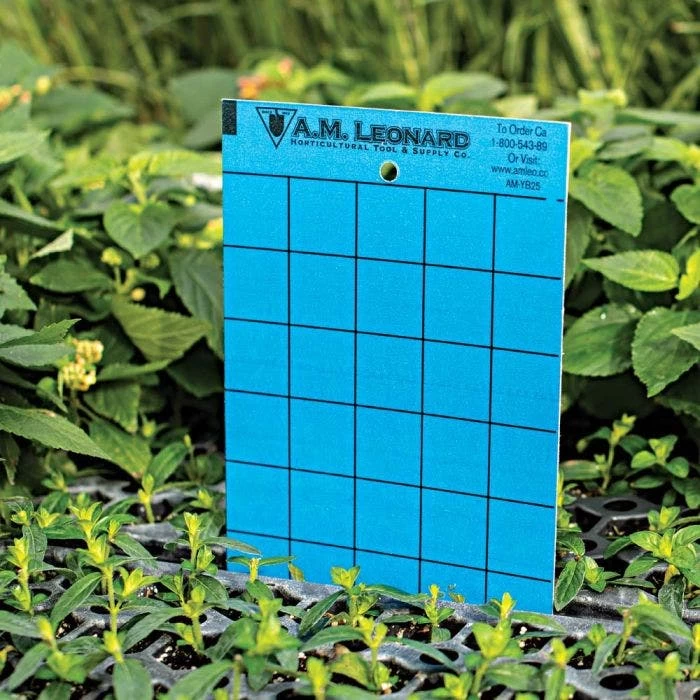 Leonard Double-Sided Sticky Insect Traps, Pack Of 25 2 Leonard Double-Sided Sticky Insect Traps, Pack Of 25 - Image 2