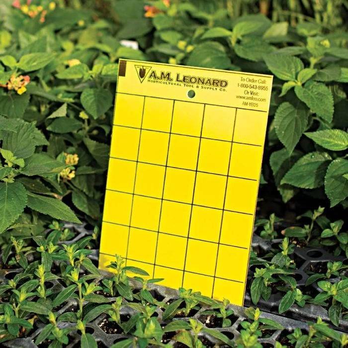Leonard Double-Sided Sticky Insect Traps, Pack Of 25 3 Leonard Double-Sided Sticky Insect Traps, Pack Of 25 - Image 3