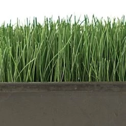 Turf Type Tall Fescue, 25 Lb Bag -Garden And Outdoor Shop attf25 2 1