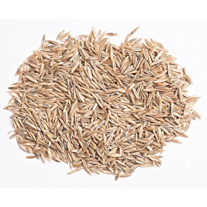 Turf Type Tall Fescue, 5 Lb Bag 2 Turf Type Tall Fescue, 5 Lb Bag - Image 2