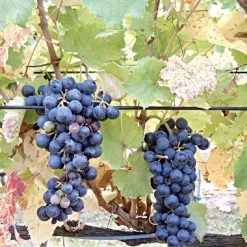 DuraLine 3-Millimeter Monofilament Trellis Line, 1,000 Feet -Garden And Outdoor Shop bdl 3 1000 1