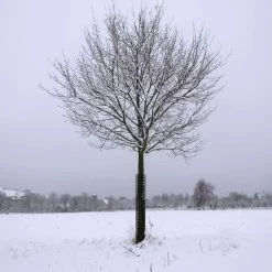 Leonard Commercial Plastic Mesh Tree Guards, 4-Inch Diameter, 36-Inch Length -Garden And Outdoor Shop bg36 5 1