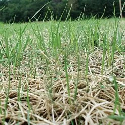 Curlex I Erosion Control Fabric Single Netting Green, 8 Feet X 112-1/2 Feet 5 Curlex I Erosion Control Fabric Single Netting Green, 8 Feet X 112-1/2 Feet -Garden And Outdoor Shop c8101 2