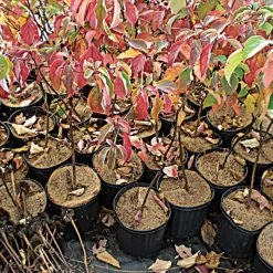 Coco Weed Guards, 38-Centimeter Diameter, Case Of 50 -Garden And Outdoor Shop cd38a 2