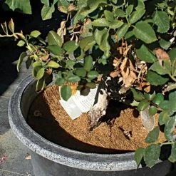 Coco Weed Guards, 38-Centimeter Diameter, Case Of 50 -Garden And Outdoor Shop cd38a 3