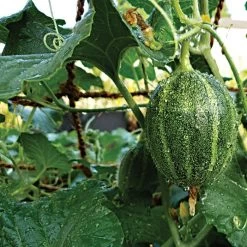 CocoNet Trellis Netting, 6-1/2 Feet X 15 Feet 5 CocoNet Trellis Netting, 6-1/2 Feet X 15 Feet -Garden And Outdoor Shop cn6515 2