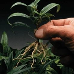 Dip 'N Grow Rooting Concentrate 2oz. -Garden And Outdoor Shop dg2 2 1