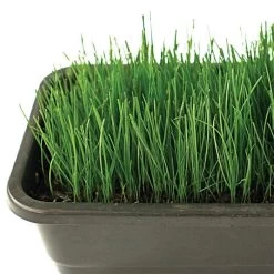 Fairlawn Blue And Rye Mix, 25 Lb Bag -Garden And Outdoor Shop fair25 3 1