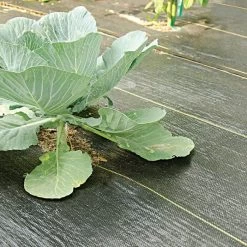 3.2oz. Premium Woven Ground Cover 3ft X 300ft 9 3.2oz. Premium Woven Ground Cover 3ft X 300ft -Garden And Outdoor Shop gc33 cabbage 5.2.23 1