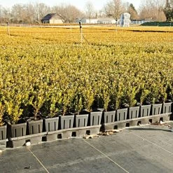 3.2oz Premium Woven Ground Cover 300ft Rolls 8 3.2oz Premium Woven Ground Cover 300ft Rolls -Garden And Outdoor Shop gc33 field 5.2.23 3