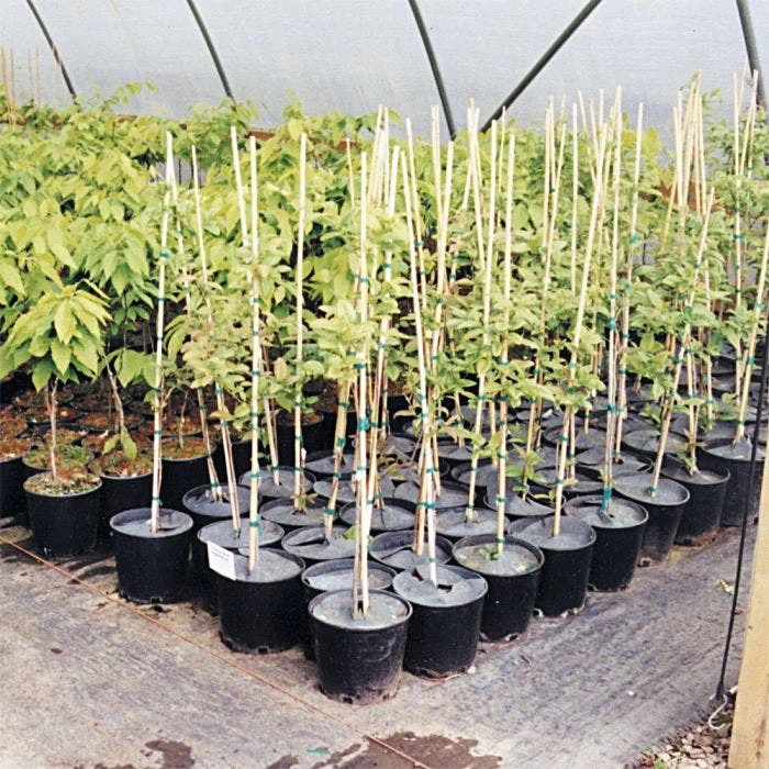 Geodisc UV-Resistant Weed-Blocking Discs, 24-Inch Diamter, Pack Of 50 2 Geodisc UV-Resistant Weed-Blocking Discs, 24-Inch Diamter, Pack Of 50 - Image 2