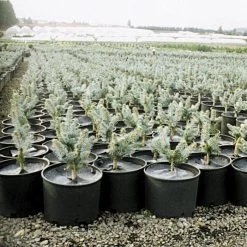 Geodisc UV-Resistant Weed-Blocking Discs, 11-Inch Diameter, Pack Of 500