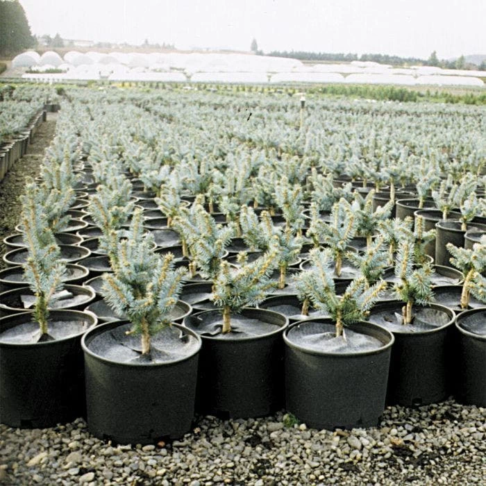 Geodisc UV-Resistant Weed-Blocking Discs, 11-Inch Diameter, Pack Of 500 1 Geodisc UV-Resistant Weed-Blocking Discs, 11-Inch Diameter, Pack Of 500