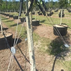 Gripple® Anchor 2 Tree Guying Kit 9 Gripple® Anchor 2 Tree Guying Kit -Garden And Outdoor Shop gtgk2 2