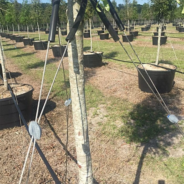 Gripple® Anchor 2 Tree Guying Kit 4 Gripple® Anchor 2 Tree Guying Kit - Image 4