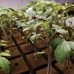 OASIS; Grower Solutions Horticubes; XL Foam Medium, 162 Cell -Garden And Outdoor Shop rc104 4 3