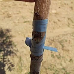 Rubber Budding/Grafting Strips, 4 Inches X 3/16 Inches, .010-Gauge, 2-Pound Bag -Garden And Outdoor Shop rs51910 2 1