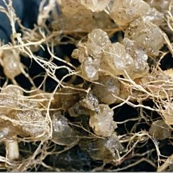 Soil Moist 9-3-6 Moisture-Holding Controlled Release Fertilizer, Case Of 200 Packs -Garden And Outdoor Shop smpb 2