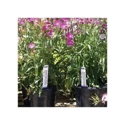 3/4in X 6in Blank Pot Stakes - Orange -Garden And Outdoor Shop sp326 5o 2