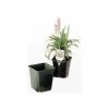 ITML Deep Perennial Pot 5 5/16in X 5.25in Black 200 Per Case.