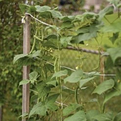 Hortonova Trellis Netting, 6-1/2 Feet X 50 Feet -Garden And Outdoor Shop tn650 13