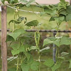 Hortonova Trellis Netting, 6-1/2 Feet X 50 Feet -Garden And Outdoor Shop tn650 14