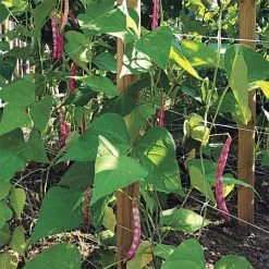 Hortonova Trellis Netting, 6-1/2 Feet X 50 Feet -Garden And Outdoor Shop tn650 16