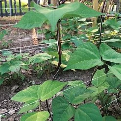 Hortonova Trellis Netting, 6-1/2 Feet X 50 Feet -Garden And Outdoor Shop tn650 17