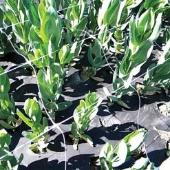 Hortonova Trellis Netting, 6-1/2 Feet X 50 Feet -Garden And Outdoor Shop tn650 18