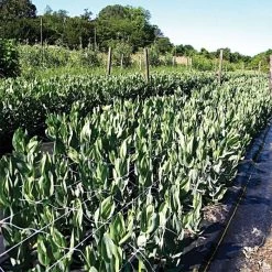 Hortonova Trellis Netting, 6-1/2 Feet X 50 Feet -Garden And Outdoor Shop tn650 19