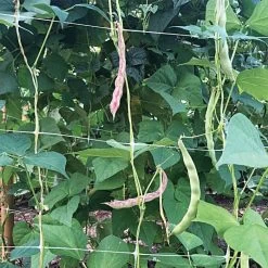 Hortonova Trellis Netting, 6-1/2 Feet X 50 Feet -Garden And Outdoor Shop tn650 3