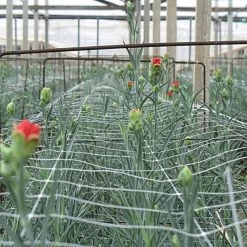 Hortonova Trellis Netting, 6-1/2 Feet X 50 Feet -Garden And Outdoor Shop tn650 6