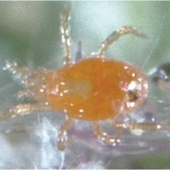 Triple Threat Mite Predators, 500 Count