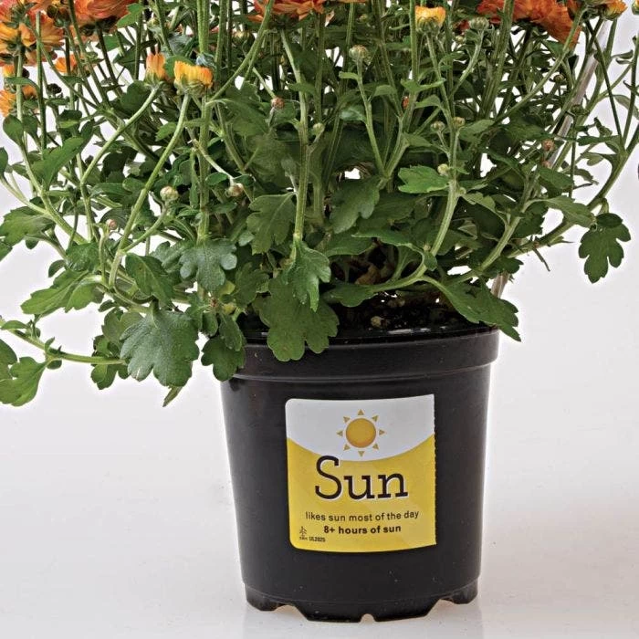 Sunlight Requirement Adhesive Labels, Sun, 4 In. X 2 In. 2 Sunlight Requirement Adhesive Labels, Sun, 4 In. X 2 In. - Image 2