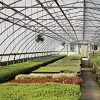 Poly Grow Uvairad Sunsaver, 4Yr, 6Mil Clear 42' X 80'