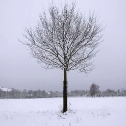 Leonard Rigid Plastic Mesh Tree Guards 4 Inch Diameter 15 Leonard Rigid Plastic Mesh Tree Guards 4 Inch Diameter -Garden And Outdoor Shop vp bg 7