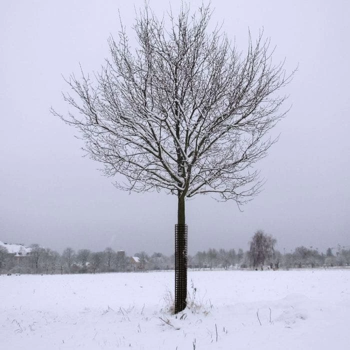 Leonard Rigid Plastic Mesh Tree Guards 4 Inch Diameter 8 Leonard Rigid Plastic Mesh Tree Guards 4 Inch Diameter - Image 8