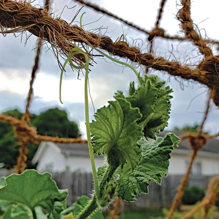 CocoNet Trellis Netting 2 CocoNet Trellis Netting - Image 2