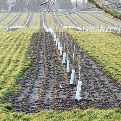 Corrugated Plastic Tree Guards, Bundle Of 25 21 Corrugated Plastic Tree Guards, Bundle Of 25 -Garden And Outdoor Shop vp cptg 10