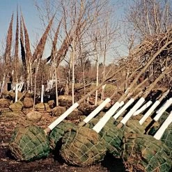 Tree Guard Corrugated Plastic Black White 32in X 12in -Garden And Outdoor Shop vp cptg burlap trees 2