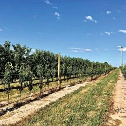 DuraLine Monofilament Trellis Line -Garden And Outdoor Shop vp duraline 3