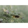 BioBee BioEncarsia Whitefly Control