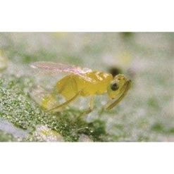 BioBee BioEretmocerus Whitefly Control
