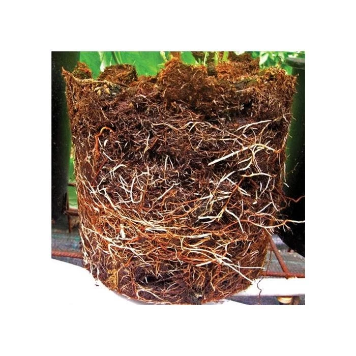 Grotab 3-in-1 Premium Plant Starter (12-8-4) 3 Grotab 3-in-1 Premium Plant Starter (12-8-4) - Image 3