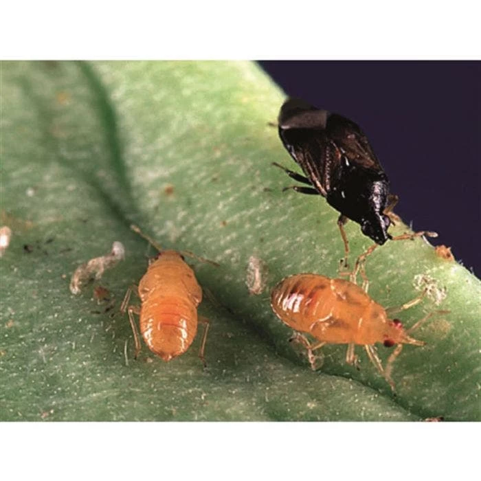 BioBee BioOrius Thrip PLUS Control 1 BioBee BioOrius Thrip PLUS Control