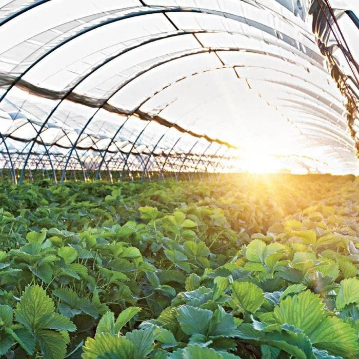 Poly Grow Uvairad Sunsaver, 4Yr, 6Mil Clear 32' X 80' 1 Poly Grow Uvairad Sunsaver, 4Yr, 6Mil Clear 32' X 80'